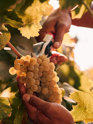 Apothic Chardonnay